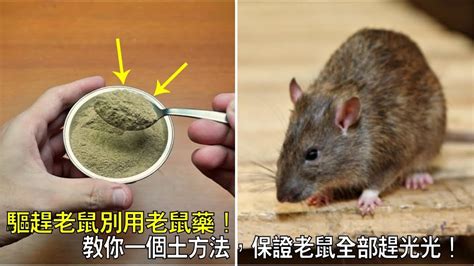 怎麼驅趕老鼠|4種無毒的驅鼠方法及優缺點比較 